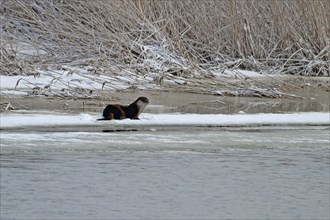 European otter at the ice hole
