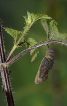 Pupa of the Painted painted lady