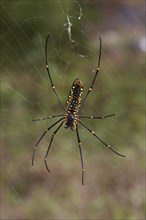 Silk spider