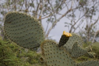 Giant Prickly Pear Cactus on Santa Cruz