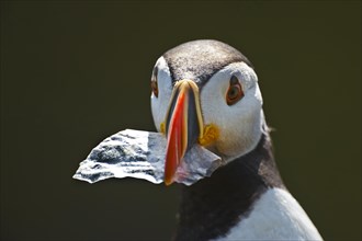 Adult puffin