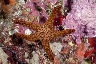 Indian Starfish