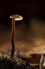 Pinecone mushroom