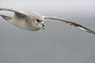 Close-up of the northern fulmar