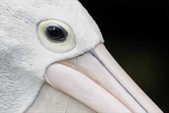 Australian Pelican adult