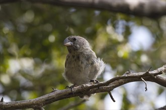 Small-billed Darwin Finch