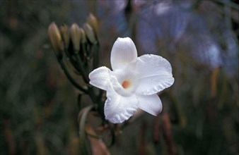 Leafless Vanilla Orchid