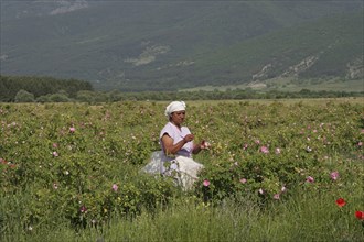 Farm worker harvesting crop of commercially grown Rose