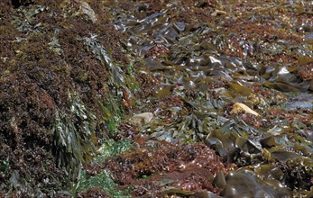Seaweed Chondrius crispus