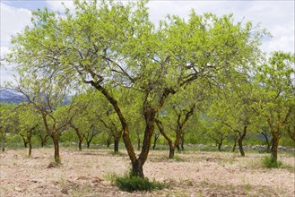 Almond tree