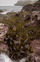 Seaweed in rockpool habitat at low tide