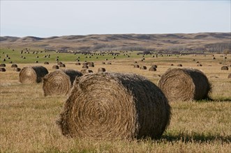 Round bales of hay on prairie