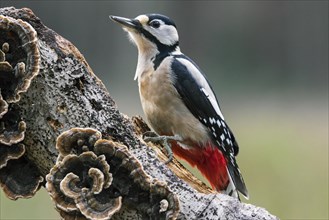 Great spotted woodpecker