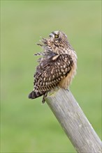 Short-eared short-eared owl