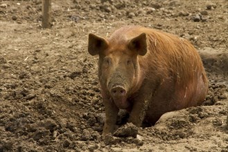 Tamworth Pig in the Mud