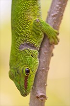 Diurnal Green Gecko