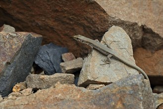 Pyrenean Rock Lizard