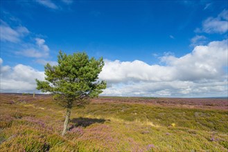 View of moorland habitat with flowering Common Heather