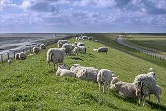 Flock of Texel sheep