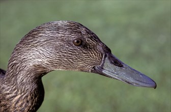 Meller's duck