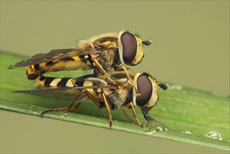 Large Hoverfly