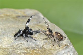 Regal Jumping Spider