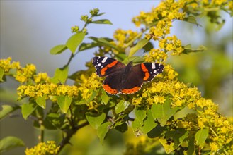 Red Admiral Butterfly on the Hawthorn