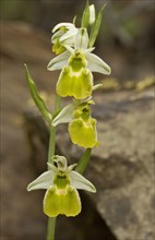 Chesterman's orchid