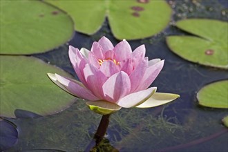 Ornamental water lily