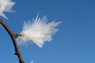 Close-up of ice crystals forming on tree branches