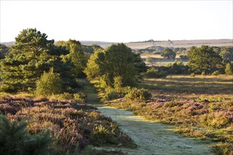 View of heathland habitat with flowering heather and pines