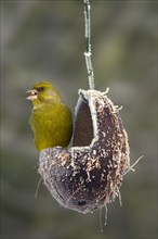 Greenfinch Songbirds