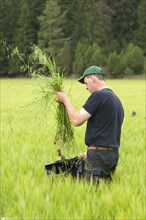 Farmer pulling wild oat