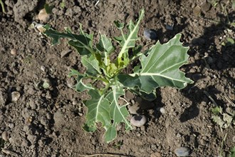 Young cabbage plants damaged