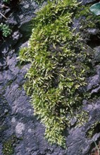 Common short-stalked moss