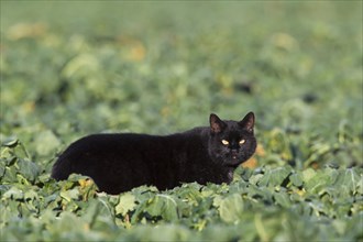 Black domestic cat hunting in the field among the plants on the farmland