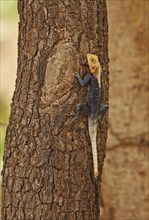West African Agama