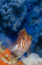 Common spotted hawkfish