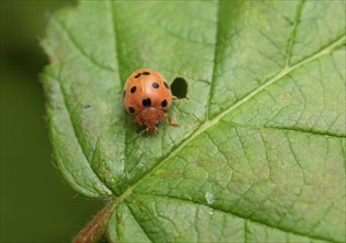 Bryony Ladybird