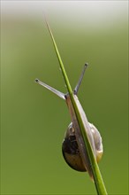 Hain snail