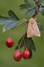 Red willowherb