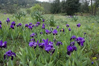 Crimean iris