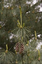 Old cones and leaves of the Bhutan Pine
