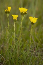 Yellow flax
