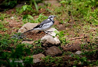 African wagtail