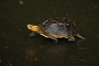 Chinese box turtle