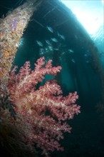 Soft glomerated tree coral