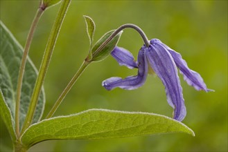 Solitary clematis