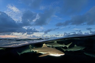 Blacktip reef sharks