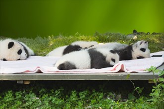 Baby Pandas in the Chengdu Giant Panda Breeding Center